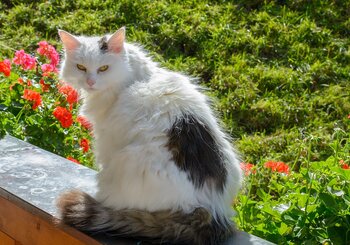 Unsere liebe Hauskatze