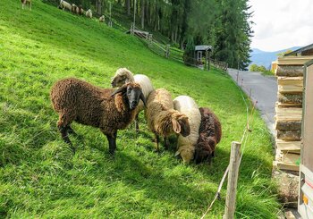 Unsere Schafe auf der Wiese am Haus