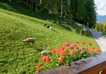 Unsere Schafe auf der Wiese - Blick vom Balkon der Ferienwohnung Lattengebirge